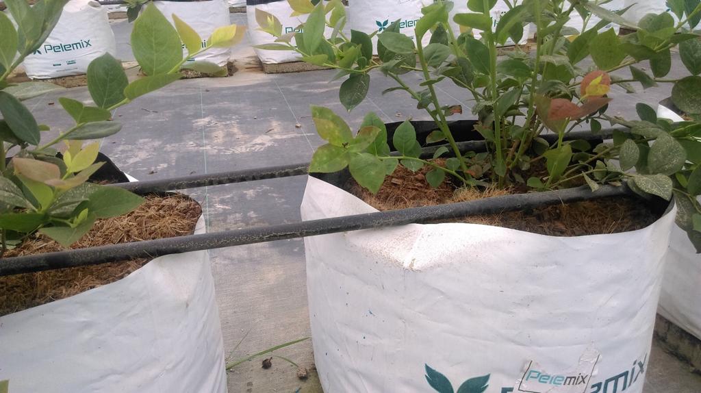 Cultivo de arándanos en Perú