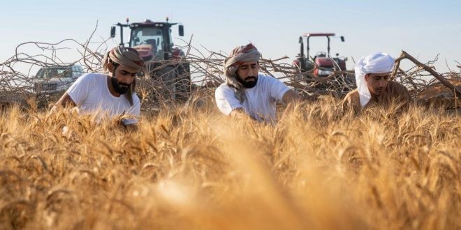 Wheat Production Across 400 Hectares in the United Arab Emirates