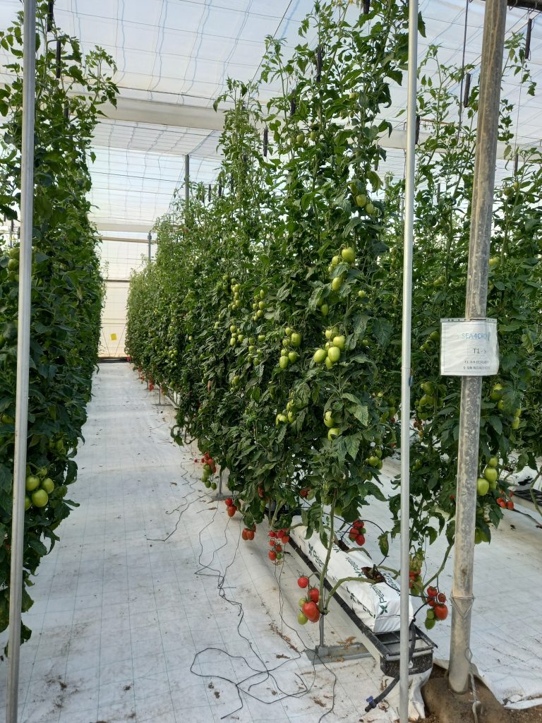 Cultivos experimentales de la Universidad de Almería