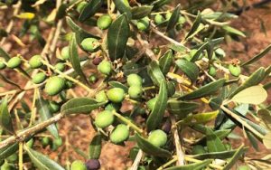 Article - Equipos de fertirrigación para el olivar