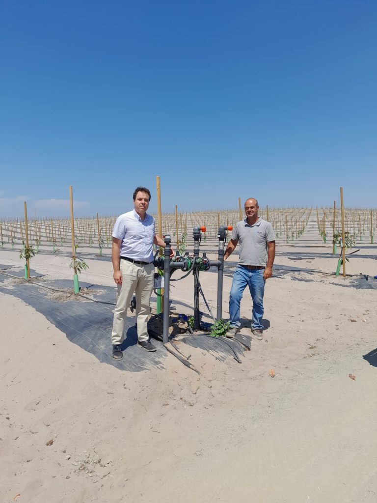 Cultivo de aguacate en la península de Setúbal