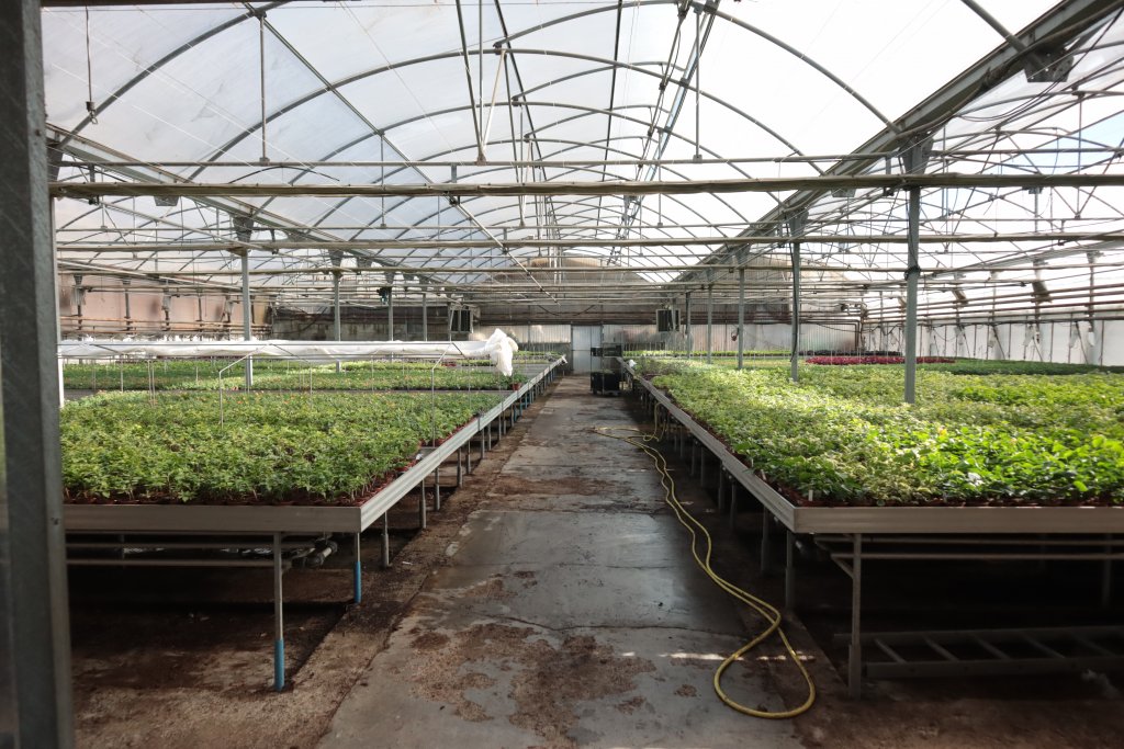 Fertirrigación en producción de plantas ornamentales