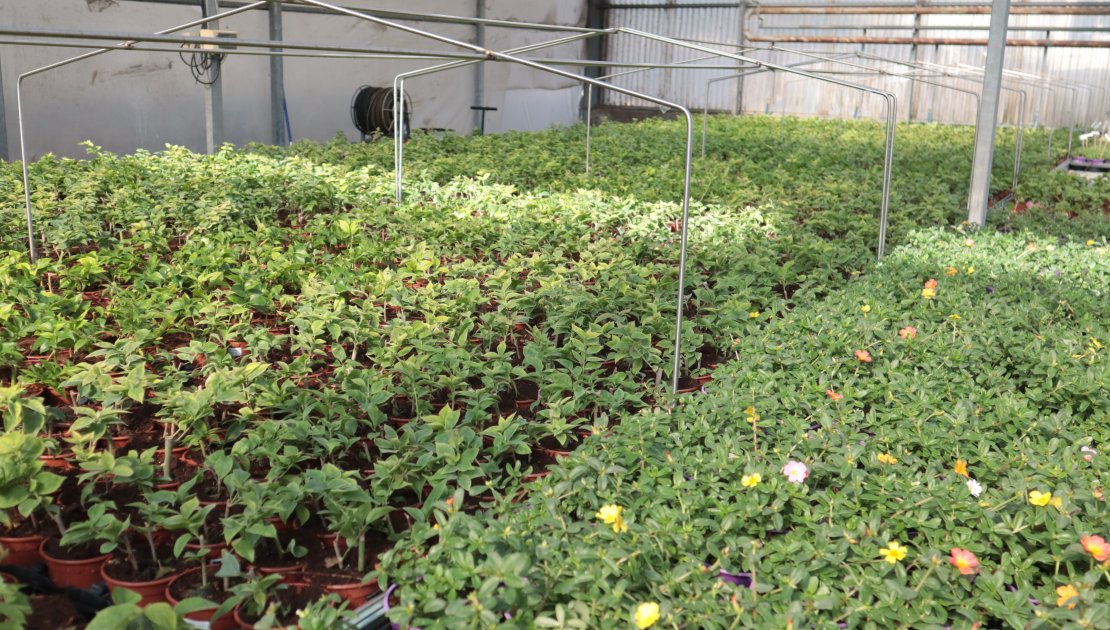 Fertigation in ornamental plant production