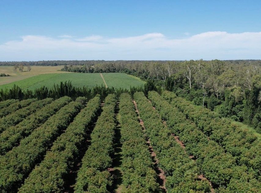 Fertirrigación en una explotación de aguacates y macadamias en Bundaberg