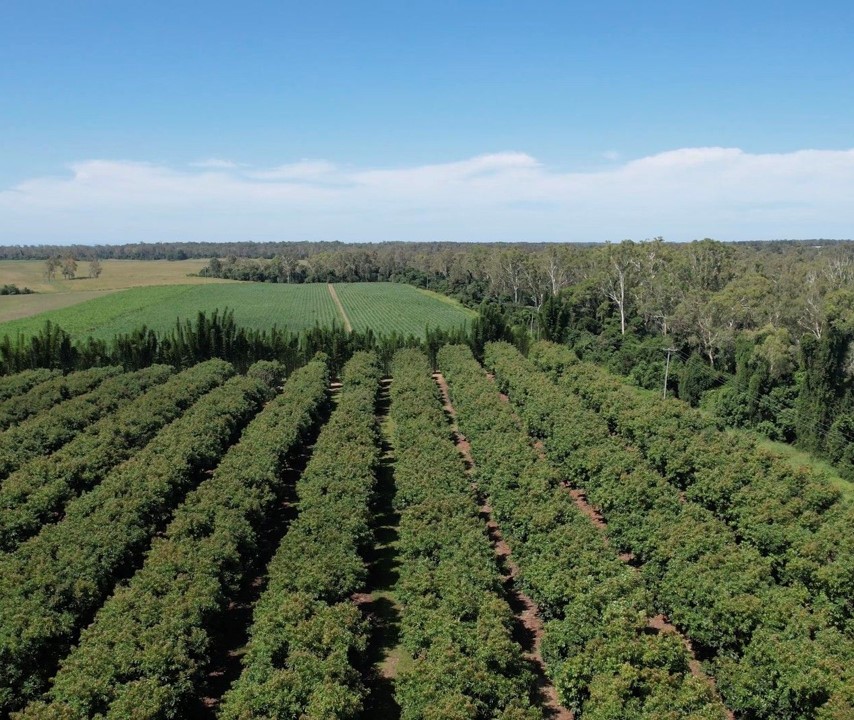 Fertigation in an Avocado & Macadamia Farm in Bundaberg