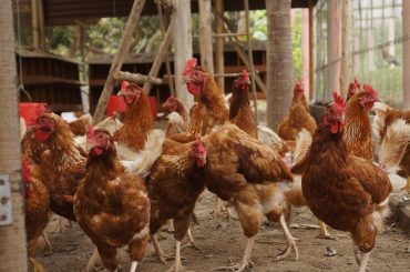 hens-7226228_1280