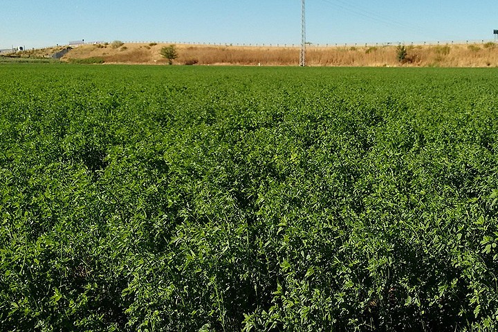 [LANDING SEO] Pivots de riego para fertirrigación: máxima eficiencia en cada gota