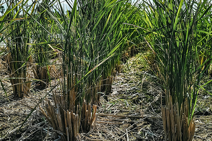 [LANDING SEO] Pivots de riego para fertirrigación: máxima eficiencia en cada gota