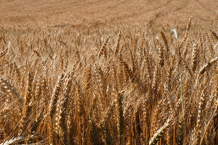 [LANDING SEO] Pivots de riego para fertirrigación: máxima eficiencia en cada gota