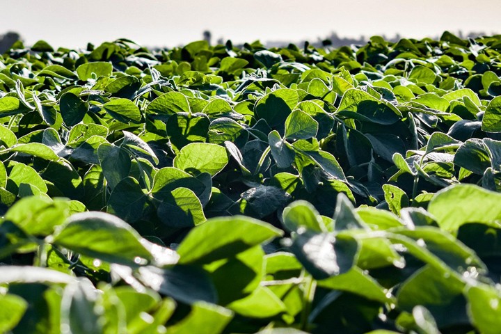 [LANDING SEO] Pivots de riego para fertirrigación: máxima eficiencia en cada gota